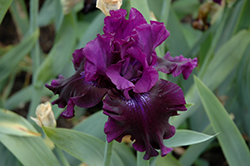 Badlands Iris (Iris 'Badlands') at Valley View Farms