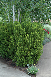 Hicks Yew (Taxus x media 'Hicksii') at Valley View Farms