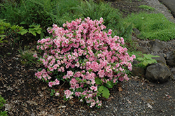 Gumpo Pink Azalea (Rhododendron 'Gumpo Pink') at Valley View Farms