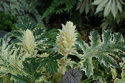 Whitewater Acanthus (Acanthus 'Whitewater') at Valley View Farms