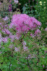 Black Stockings Meadow Rue (Thalictrum 'Black Stockings') at Valley View Farms