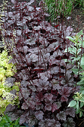 Plum Pudding Coral Bells (Heuchera 'Plum Pudding') at Valley View Farms