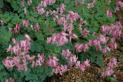 Amore Pink Bleeding Heart (Dicentra 'Amore Pink') at Valley View Farms