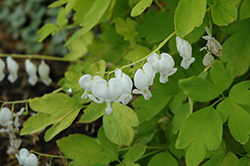 White Gold Bleeding Heart (Dicentra spectabilis 'White Gold') at Valley View Farms