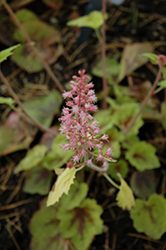 Hot Spot Foamy Bells (Heucherella 'Hot Spot') at Valley View Farms