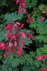 Amore Rose Bleeding Heart (Dicentra 'Amore Rose') at Valley View Farms