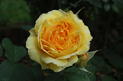 Molineux Rose (Rosa 'Molineux') at Valley View Farms