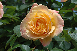 Garden Sun Rose (Rosa 'Meivaleir') at Valley View Farms