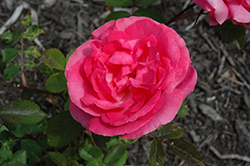 Tahitian Treasure Rose (Rosa 'Radtreasure') at Valley View Farms