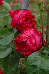 Red Eden Rose (Rosa 'Red Eden') at Valley View Farms