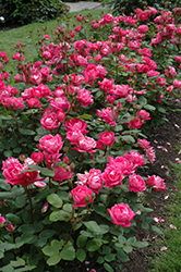 Double Knock Out Rose (Rosa 'Radtko') at Valley View Farms