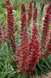 Red Feathers (Echium amoenum) at Valley View Farms