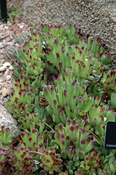 Oddity Hens And Chicks (Sempervivum 'Oddity') at Valley View Farms