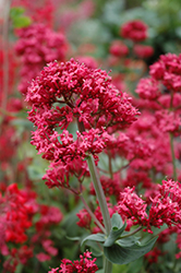 Red Valerian (Centranthus ruber) at Valley View Farms