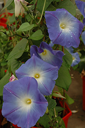 Heavenly Blue Morning Glory (Ipomoea tricolor 'Heavenly Blue') at Valley View Farms