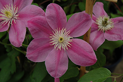 Alaina Clematis (Clematis 'Evipo056') at Valley View Farms