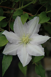 Chelsea Clematis (Clematis 'Evipo100') at Valley View Farms
