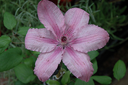 Hagley Hybrid Clematis (Clematis 'Hagley Hybrid') at Valley View Farms