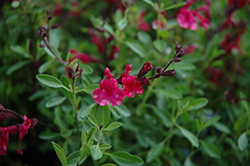Furman's Red Texas Sage (Salvia greggii 'Furman's Red') at Valley View Farms