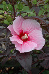 Summer Storm Hibiscus (Hibiscus 'Summer Storm') at Valley View Farms