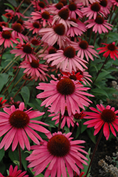 Big Sky Solar Flare Coneflower (Echinacea 'Big Sky Solar Flare') at Valley View Farms