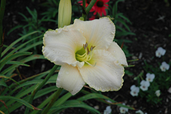 Early Snow Daylily (Hemerocallis 'Early Snow') at Valley View Farms