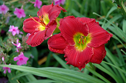 Happy Ever Appster Red Hot Returns Daylily (Hemerocallis 'Red Hot Returns') at Valley View Farms