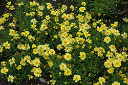 Galaxy Tickseed (Coreopsis 'Galaxy') at Valley View Farms