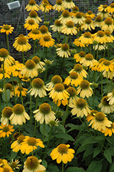 Sombrero Lemon Yellow Coneflower (Echinacea 'Balsomemy') at Valley View Farms