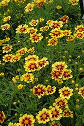 Enchanted Eve Tickseed (Coreopsis 'Enchanted Eve') at Valley View Farms