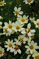 Starlight Tickseed (Coreopsis 'Starlight') at Valley View Farms