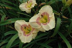 Summer Blush Daylily (Hemerocallis 'Summer Blush') at Valley View Farms