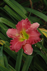 Passionate Returns Daylily (Hemerocallis 'Passionate Returns') at Valley View Farms