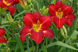 Chicago Apache Daylily (Hemerocallis 'Chicago Apache') at Valley View Farms