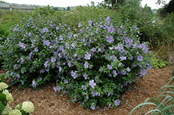 Blue Chiffon Rose of Sharon (Hibiscus syriacus 'Notwoodthree') at Valley View Farms