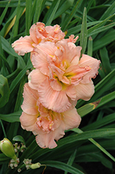 Siloam Double Classic Daylily (Hemerocallis 'Siloam Double Classic') at Valley View Farms