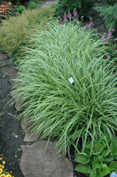 Ice Dance Sedge (Carex morrowii 'Ice Dance') at Valley View Farms