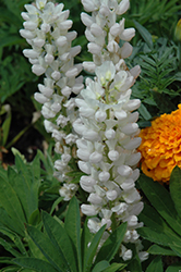 Mini Gallery White Lupine (Lupinus 'Mini Gallery White') at Valley View Farms