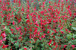 Summer Jewel Red Sage (Salvia 'Summer Jewel Red') at Valley View Farms