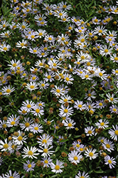 Blue Star Japanese Aster (Kalimeris incisa 'Blue Star') at Valley View Farms