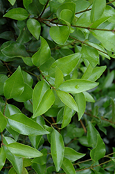 Curled-Leaf Japanese Privet (Ligustrum japonicum 'Recurvifolium') at Valley View Farms