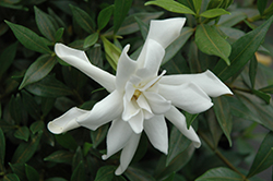 Frost Proof Hardy Gardenia (Gardenia jasminoides 'Frost Proof') at Valley View Farms