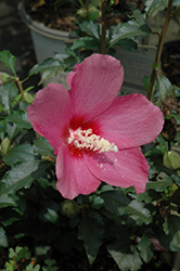 Lil' Kim Red Rose of Sharon (Hibiscus syriacus 'SHIMRR38') at Valley View Farms