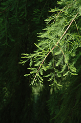 Falling Waters Baldcypress (Taxodium distichum 'Falling Waters') at Valley View Farms