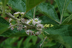 American Beautyberry (Callicarpa americana) at Valley View Farms