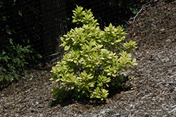 Florida Sunshine Anise (Illicium parviflorum 'Florida Sunshine') at Valley View Farms