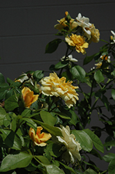 Tequila Gold Rose (Rosa 'Meipojona') at Valley View Farms
