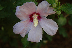 Bluebird Rose of Sharon (Hibiscus syriacus 'Bluebird') at Valley View Farms