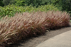 Purple Fountain Grass (Pennisetum setaceum 'Rubrum') at Valley View Farms