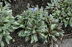Dixie Chip Bugleweed (Ajuga 'Dixie Chip') at Valley View Farms